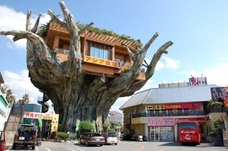 Ресторан на дереве - Окинава, Япония