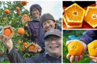 Пятиугольные апельсины из Японии